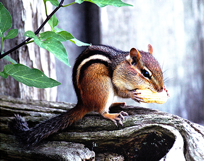 Chipmunk eating a peanut picture taken by Donna Huelin